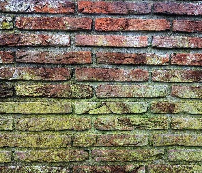 Mold on Brick Wall