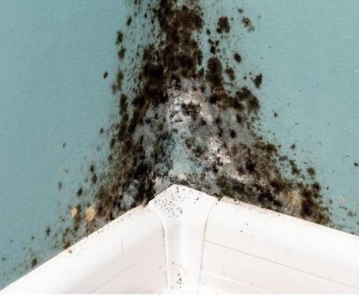 Mold on a painted wall